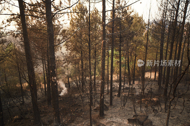 在Muğla Kozağaç山的火冷却过程后